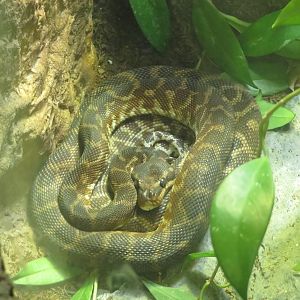 Rough-scaled Python