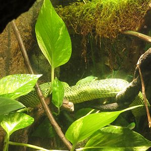 Wagler's Temple Viper