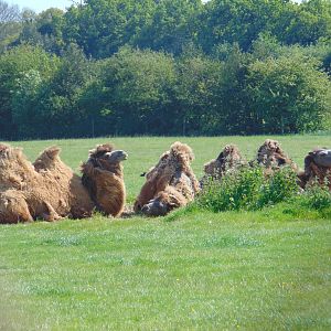 Bactrian Camel