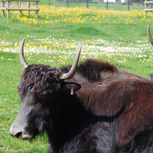 Domestic Yak