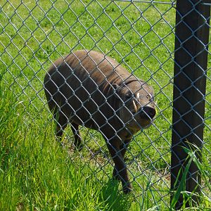Sulawesi Babirusa