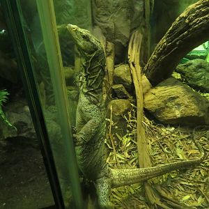 Gray's Monitor