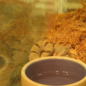 Tamaulipan Rock Rattlesnake