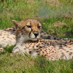 Northern Cheetah