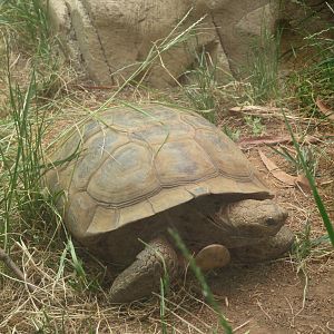 Mojave Desert Tortoise