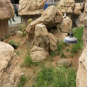Outdoor Desert Herp Exhibit