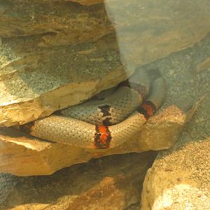 Gray-banded Kingsnake