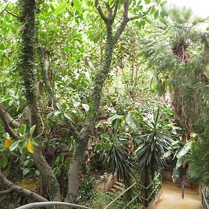 Asian/Australian Aviary