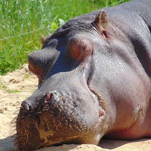 Common Hippo