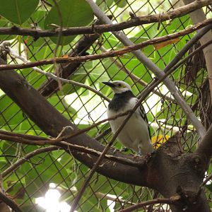 Black-collared Starling