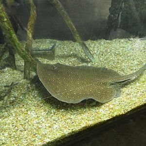 Ocellate River Stingray
