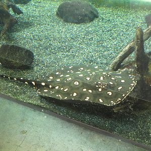 Xingu River Stingray
