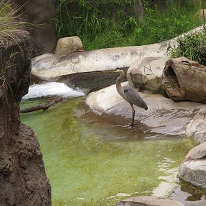 Otter and Heron Standoff