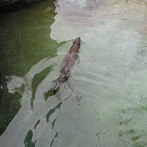 Giant Otter Swimming