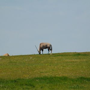 Gemsbok