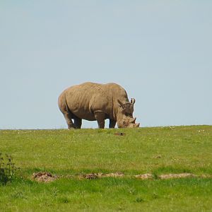 White Rhino