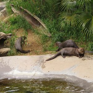 Giant Otters