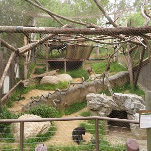 Howler Monkey Exhibit