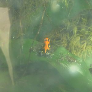 Ranitomeya poison dart frog