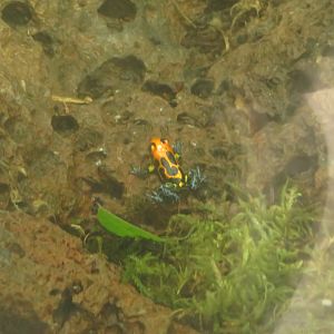 Ranitomeya poison dart frog