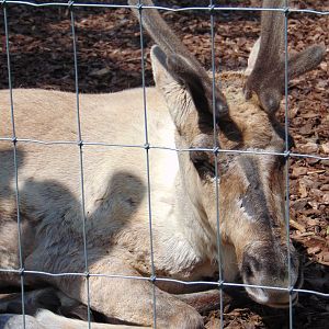 European Forest Reindeer