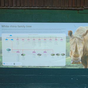 White Rhino Family Tree