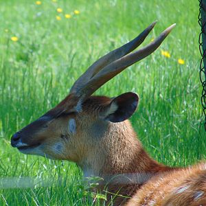 Western Sitatunga