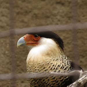 Crested Caracara