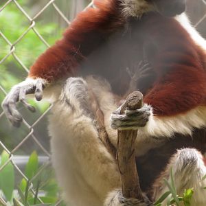 Coquerel's Sifaka Baby