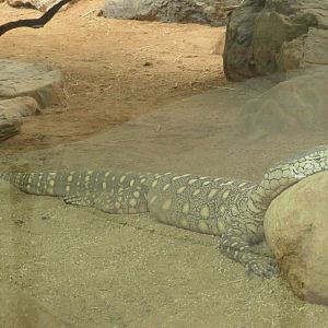 Perentie