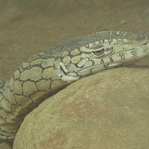 Perentie