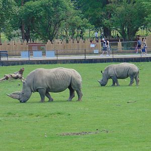 White Rhinos