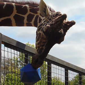 Reticulated Giraffe