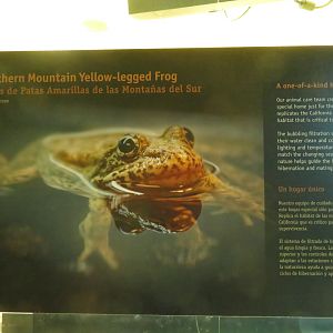 Mountain Yellow-legged Frog Signage