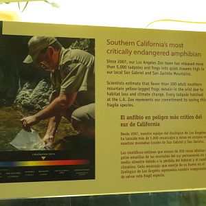 Mountain Yellow-legged Frog Signage