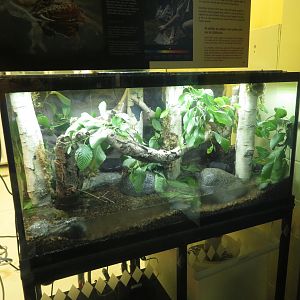 Mountain Yellow-legged Frog Exhibit