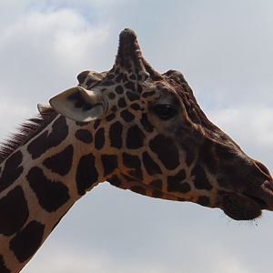 Reticulated Giraffe