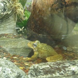 Mountain Yellow-legged Frog