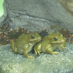 Mountain Yellow-legged Frogs