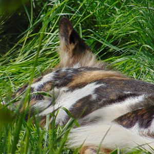 African Wild Hunting Dog