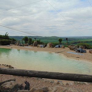 African Penguin Enclosure