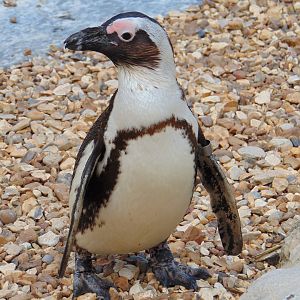 African Penguin