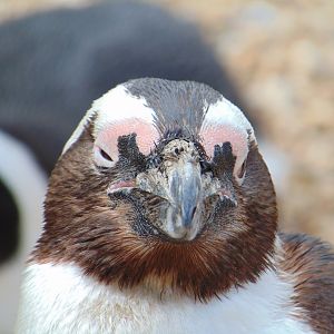 African Penguin