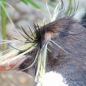 Northern Rockhopper Penguin