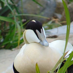 Common Eider