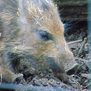 Wild Boar Piglet