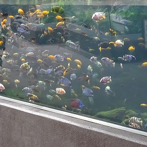 Cichlid species.