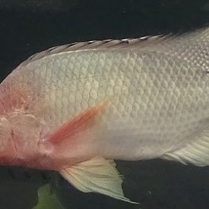 Tilapia species