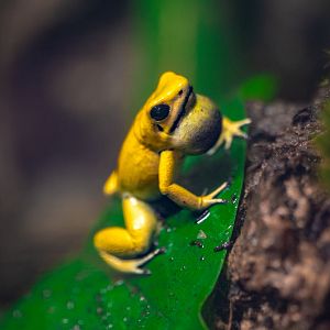 Golden Poison Frog
