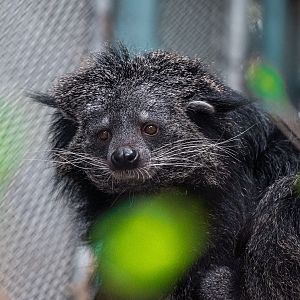 Binturong